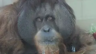 人間界はいろいろあっても、ディディは楽し（Many things happen in the human world,Didi is having fun.）とべ動物園　オランウータン　202211