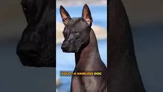 Xoloitzcuintli I The Hairless Pup with a Powerful Legacy #animals