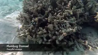 Maldives part 10: Anemonefish, Damsels & Cardinals