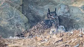 수리부엉이의 육추. Parenting of the eagle owl.