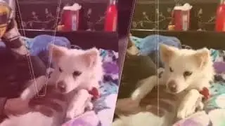 Taffi says hello cute puppy