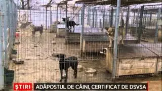Adapostul de caini, certificat de DSVSA