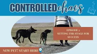 How to Set Up Your Home for a New Dog: Management Tools and Spaces