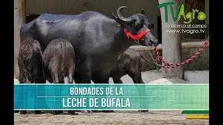 Bondades de la Leche de Bufala- TvAgro por Juan Gonzalo Angel