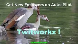 Twitter Analytics