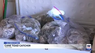 Gateway man catches 54 cane toads in 45 minutes around neighborhood
