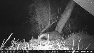 Bagder with bedding