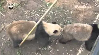 Two pairs of giant pandas managed to mate naturally at Bifengxia Panda Base (no subtitle)