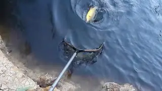 Yellowbelly Fishing Success Even Though I forgot My Shrimp Net