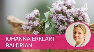 Apotheker-Gall - Johanna erkl&auml;rt Baldrian