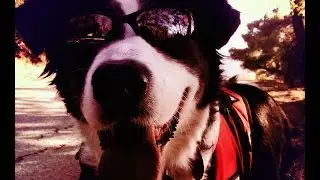 Ray the Service Dog Demonstrates Hiking With Horses at Griffith Park