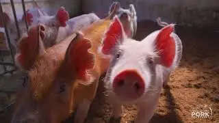 From Dairy to Pork: Barn Conversion in Action Introduction