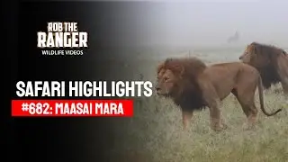 Safari Highlights #682: 31 March 2022 | Lalashe Maasai Mara | Latest #Wildlife Sightings