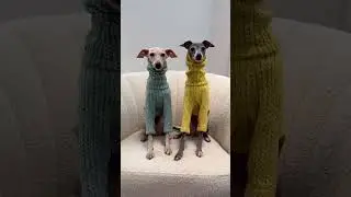 Sweater weather! Audio Lorena Pages #italiangreyhound #iggy #sweaterweather #dogfashion #sweater