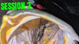 GIANT FRESHWATER BARRA ON TINY LURE 2025