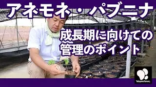 アネモネ・パブニナ　成長期に向けての管理のポイント　◆横山園芸 公式◆　【2022】