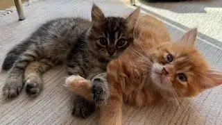 Kitten meows. (Play this to make your cat go crazy)
