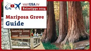 Entdecke Mariposa Grove: Majestätische Sequoias im Yosemite Nationalpark