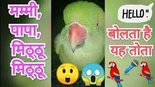 Parrot talking mummy papa mitthoo mitthoo 🦜 parrot talking जय श्री राम 🚩bolane wala Mitthu 🦜popat😱