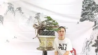 S.386 - Huy Bonsai (sdt:0934938011) gửi đến c&ocirc; ch&uacute; anh chị những c&acirc;y bonsai chất- đẹp- rẻ