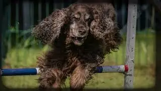 Ahvis - Agility Cup Saison 2024
