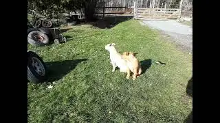 Barking Bonnie #dog #dogsofinstagram #dogvideos #doglife