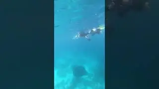 Snorkling with manta😍 #mantapoint #snorkeling #sailingkomodo #pulaukomodo   #labuanbajo #shorts