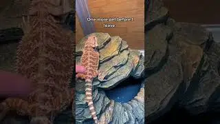 A day in the life of a bearded dragon owner. 🦎✨