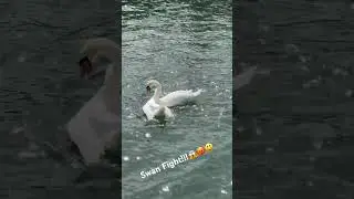 Aggressive swan fight-March 31, 2024-Emmons Ave #swan #swans #fight #fighting