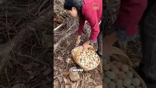 Harvesting chicken eggs from nature? #eggfarm #chickeneggs #egg #lumifarm #shorts