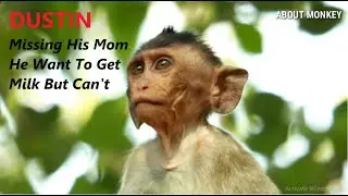 Really Pitiful! Baby Monkey Dustin  Missing His Mom, Want To Get Milk But Can Not. Cheer Up!! He!!