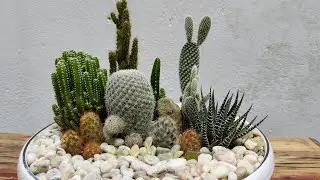 Dish Garden 2: Cactus Arrangement |Simple & Easy
