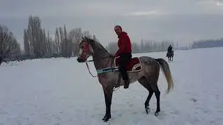 Arap cirit atları - Erzurum