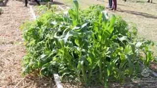 UQ Gatton Community Garden