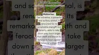 Mystery of the Forest: Unveiling the Wolverine