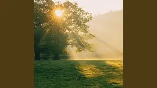 Light Arrives Quietly