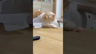 can&rsquo;t reach #cat #cute