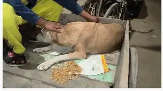 Street Dog's Heartbreaking Condition After Accident 😭 !! Old Dog Condition Stable hai !! Hit & Run