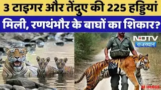 Ranthambore Tiger Hunting: 3 Tiger,1 तेंदुए की 225 हड्डियां मिली, रणथंभौर के बाघों का हो रहा शिकार ?