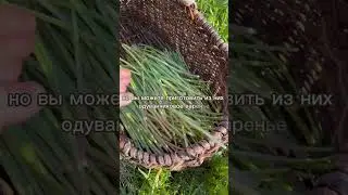 Заготавливаем одуванчиковый чай для @Malekos  #рецепты #загороднаяжизнь #одуванчики #сбортрав