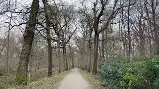 Peerdsbos Forest Walk, Antwerp (Belgium) | Quiet Real-Time Walk (Natural Sounds) | 38 min ​
