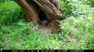 WildmanPete Woodchuck