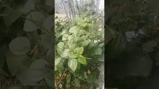 aksr es bunya mey anjany mlhy hai