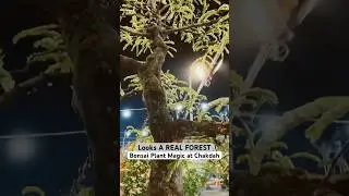 A GIANT IN MINIATURE! 🌳✨ Incredible Bonsai at Chakdah Show #shorts