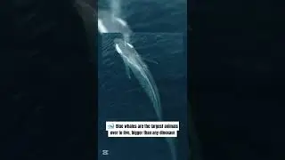 Amazing Animal Facts 🤯 | PART-2