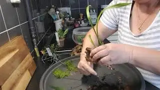 pot/mounting arkerne orchids 2