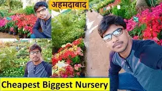 Buy Flower Plants Cheapest Biggest Nursery in Ahmedabad - मधुवन नर्सरी