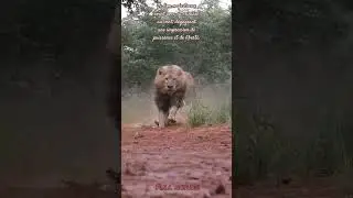 Le lion majestueux court avec sa crini&egrave;re au vent, d&eacute;gageant une impression de puissance