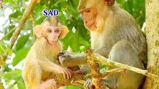 Poor baby girl Elpida look upset when Alberto not go down, Elpida suffer hungry milk Alberto no care