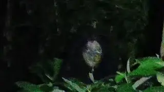 Live Misteri‼️Saya Yakin Kalian Gak Bakalan Berani Sendirian Di Hutan Ini‼️